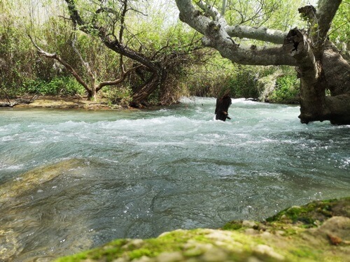 רני טריפ ג'יפ